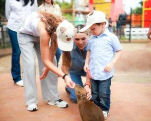 Así es Capybara Village en Baja California, el sitio en honor al animal de moda