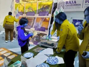 Coinciden estado y federación en rescatar bosques de macroalgas