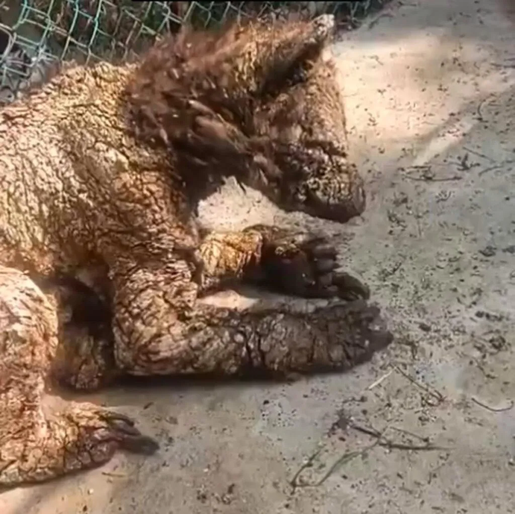 NL brindará cuidados a osa de La Pastora con patologías dermatológicas