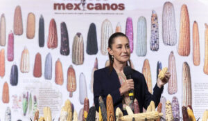 Sheinbaum anuncia programa “Sin maíz no hay país”