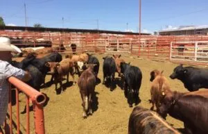 Ganaderos de Chihuahua exigen frenar importación de carne de Brasil