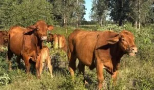 Tamaulipas refuerza blindaje sanitario contra gusano barrenador
