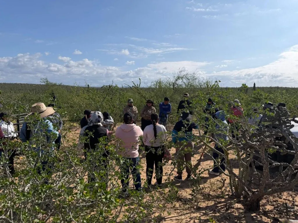 Madres buscadoras localizan cinco fosas clandestinas en Baja California Sur