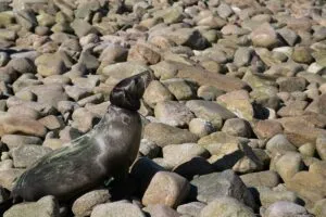 Rescatan a 13 lobos marinos en Isla San Jorge