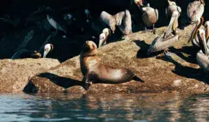 Rescatan cría de lobo marino en Roca Consag