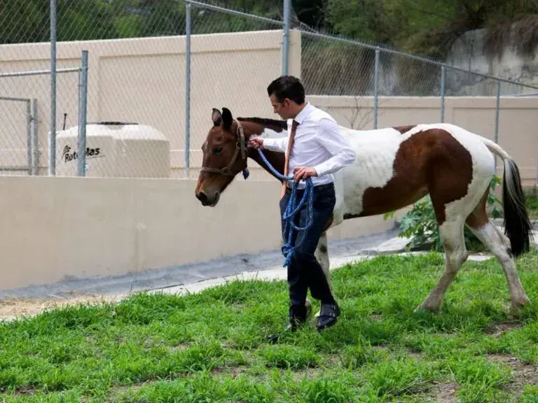 Garantiza Mike Flores vida digna a ‘Manchas’ en santuario para caballos
