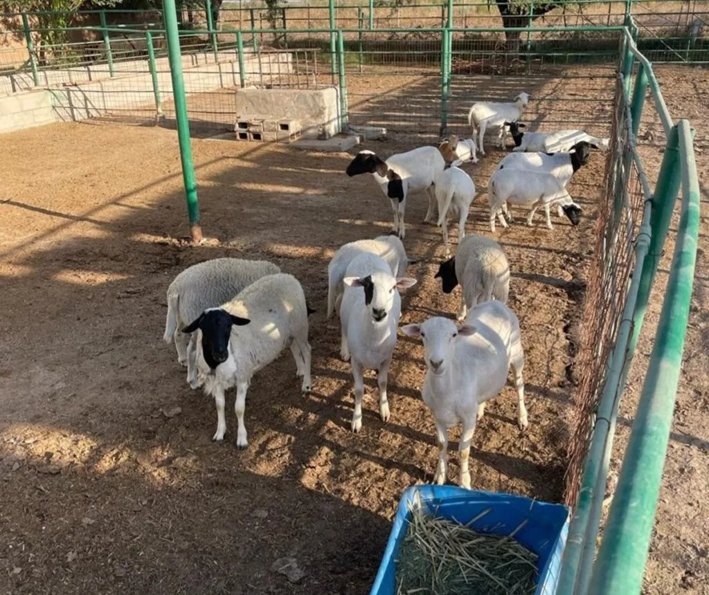Baja California frena robo de ganado en el Valle de Mexicali