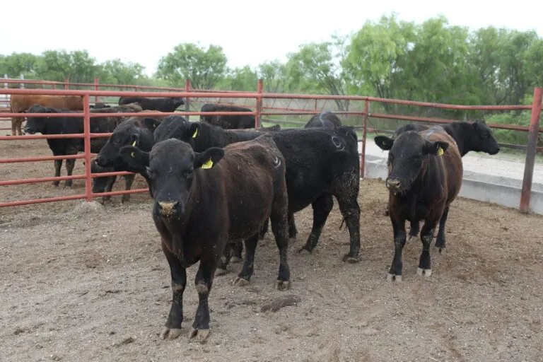 Liberan moscas estériles para contener gusano barrenador en Coahuila
