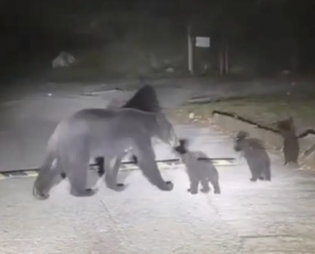 Mamá osa y sus cachorros enternecen redes en Nuevo León