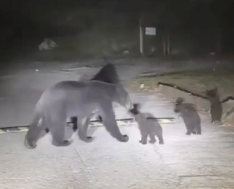 Mamá osa y sus cachorros enternecen redes en Nuevo León