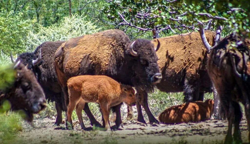 Reintroducción del bisonte en Sonora representa un avance histórico
