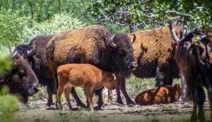 Reintroducción del bisonte en Sonora representa un avance histórico