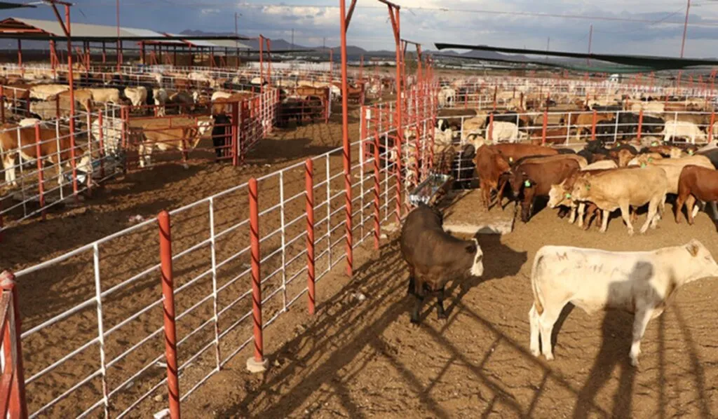 Acuerdan México y EU suspender intercambio de animales por gusano barrenador del ganado