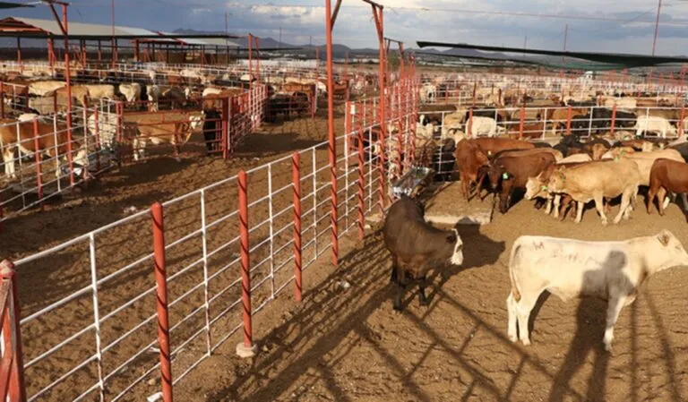 Acuerdan México y EU suspender intercambio de animales por gusano barrenador del ganado