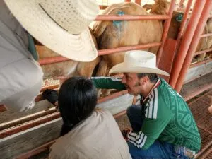 NL refuerza blindaje contra gusano barrenador en fronteras