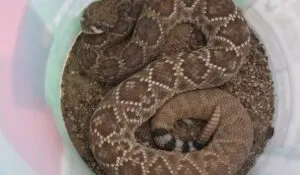 Profepa atiende a seis ejemplares de vida silvestre en BCS
