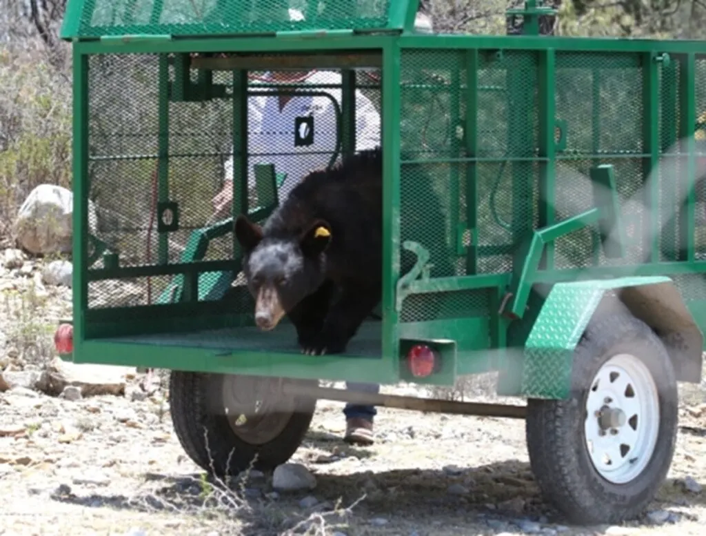 Tras recuperarse, liberan en Coahuila ejemplar de oso negro
