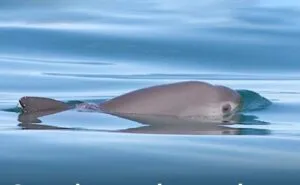 Capacitan a observadores para conservación de la vaquita marina