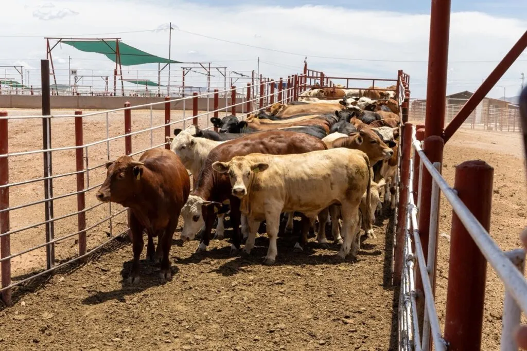 Cierre fronterizo golpea ingresos de ganaderos en Sonora