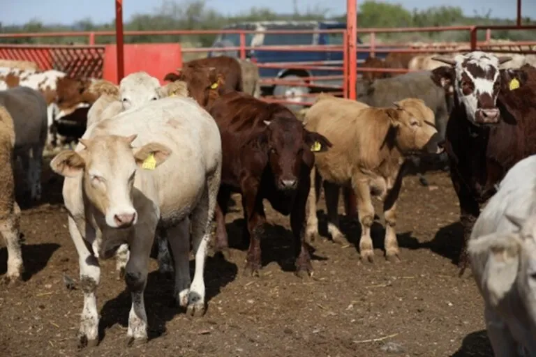 Listo Coahuila para reanudar exportaciones de ganado