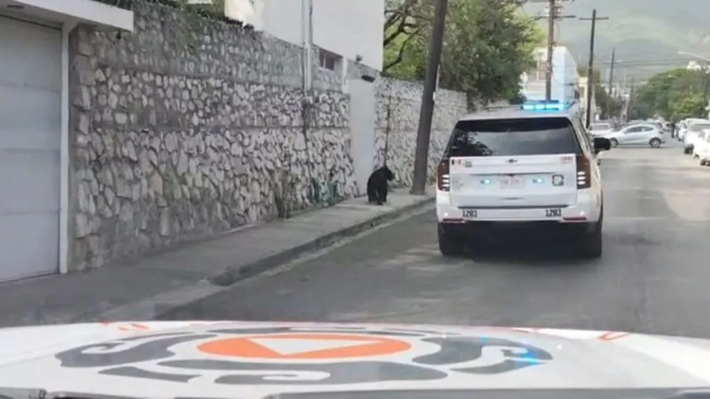 Resguardan a oso tras ingresar a zona urbana de San Pedro