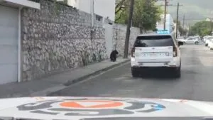 Resguardan a oso tras ingresar a zona urbana de San Pedro