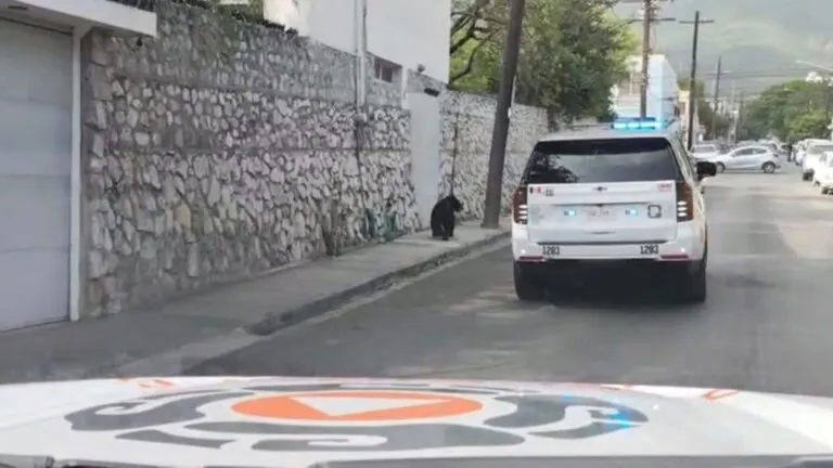 Resguardan a oso tras ingresar a zona urbana de San Pedro