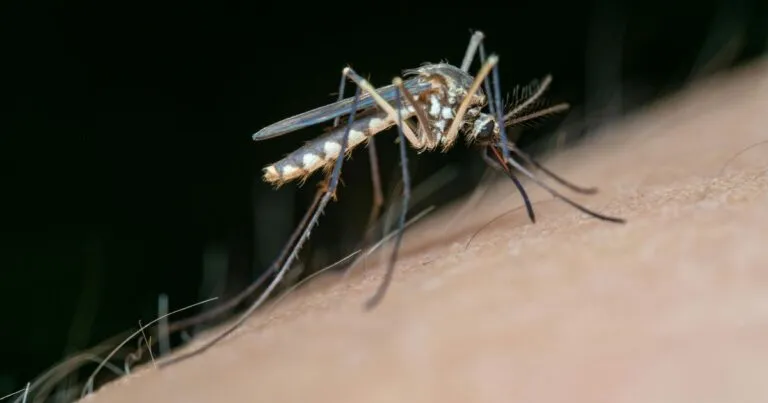 Inician jornadas de fumigación contra dengue en BCS.