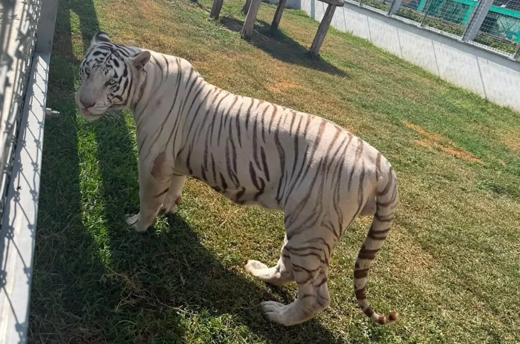 Localizan más de 130 animales exóticos y 68 mil litros de diésel