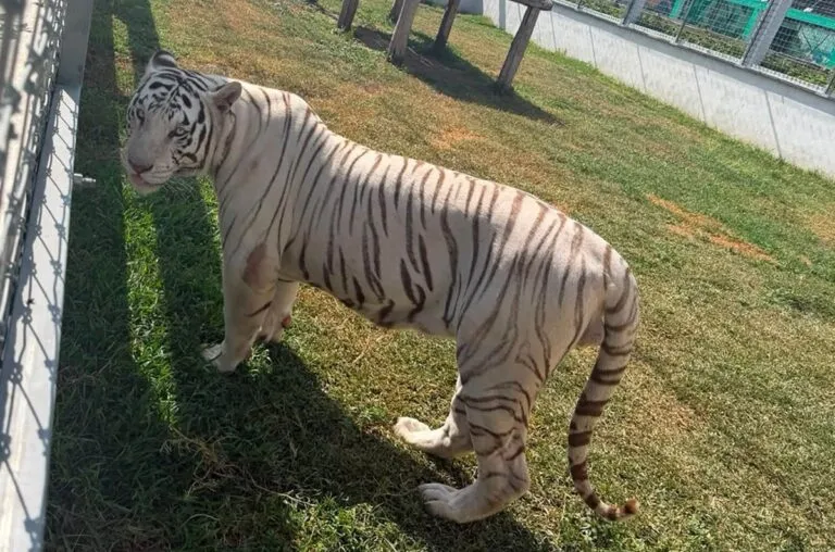 Localizan más de 130 animales exóticos y 68 mil litros de diésel