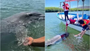 Pechocho y su hogar Topolobampo, está en riesgo con planta de amoniaco