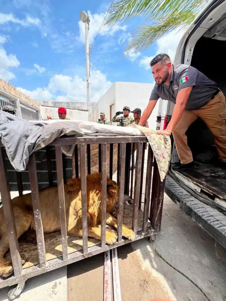 Realizan aseguramiento y traslado seguro de un ejemplar de león en Matamoros