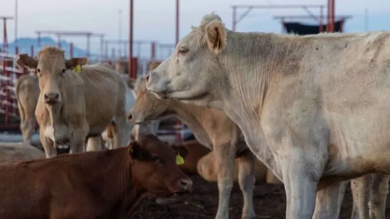 Reanudan exportación de ganado a Estados Unidos desde Sonora