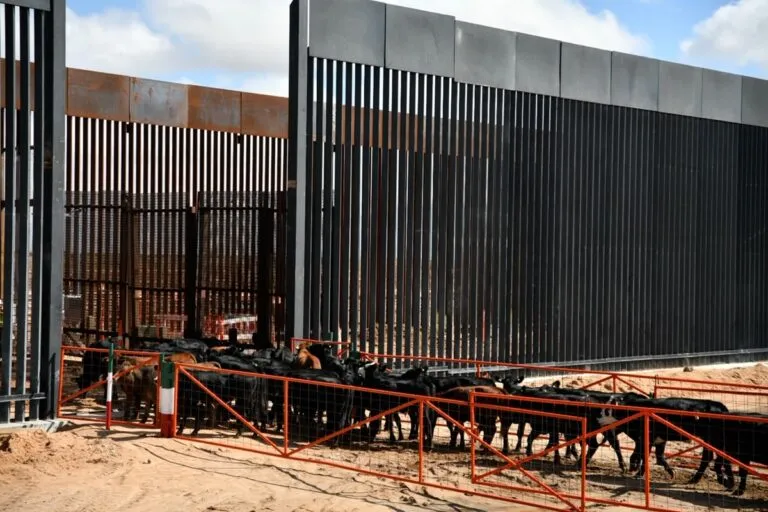 Chihuahua reanuda exportación de ganado a Estados Unidos