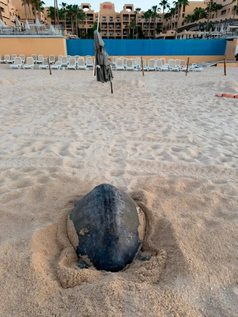 Profepa supervisa anidación de tortugas marinas en Baja California Sur