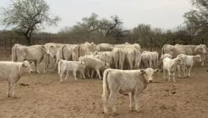 Sonora detiene exportación de ganado a EU por sospecha de fiebre aftosa 