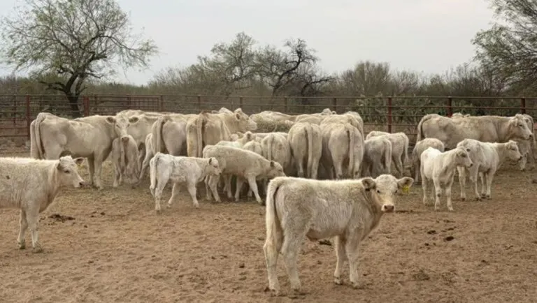 Sonora detiene exportación de ganado a EU por sospecha de fiebre aftosa 